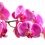 Growing Orchids – How to Have Orchid Flowers All Year Long
